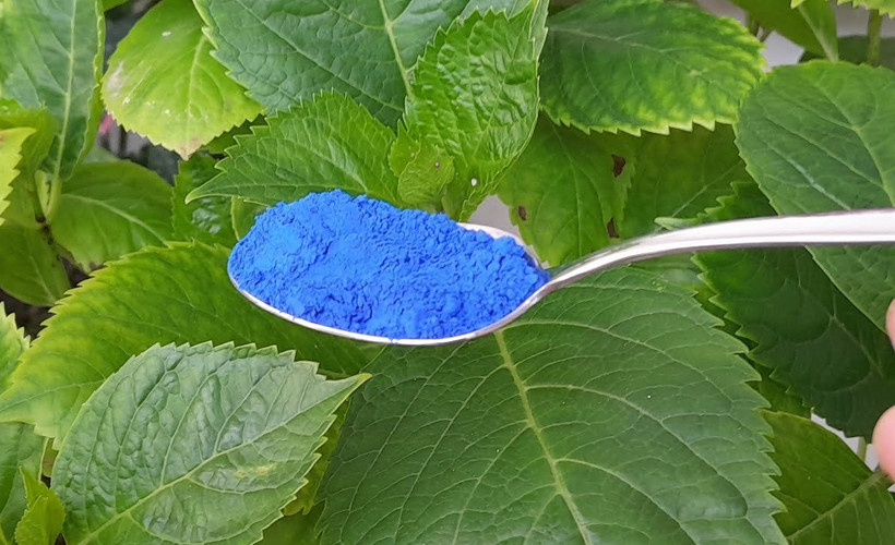 Ortanca bitkisinin çok daha güçlü açmasını sağlayacak tüyo! Çiçekçiler böyle bakıyor