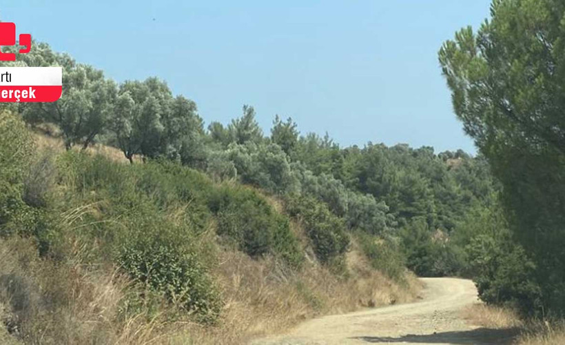 Zeytinliklere JES ısrarı: Dördüncü kez ÇED süreci başlatıldı