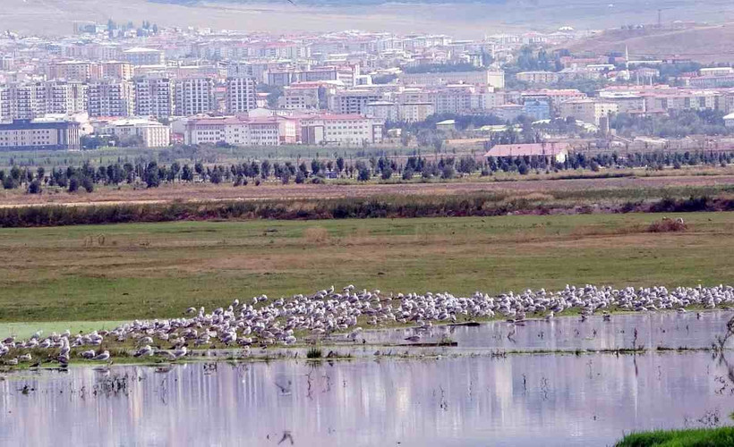 Yağmur sularıyla Erzurum Ovası’nda 30 'kuş cenneti' oluştu
