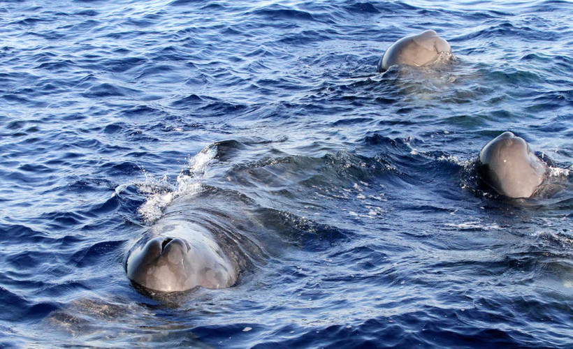 İstanbul Boğazı'nın simgesi yunuslar açlıktan zayıfladı