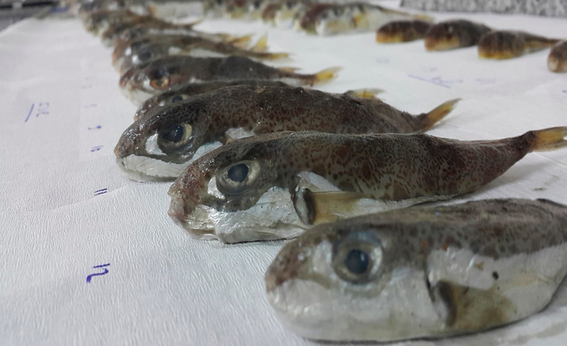 Balon balığı araştırması: Zehri sonbahar ve kışın en yüksek düzeye çıkıyor