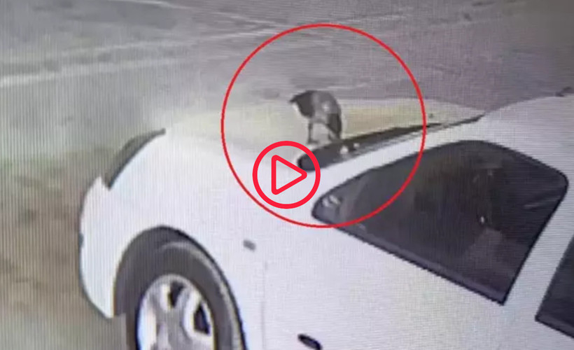 Karga kaputa konulan otomobilin anahtarını çaldı, o anlar kameraya yansıdı