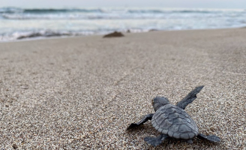 Akdeniz'de rekor sıcaklık: Caretta caretta yavrularının yüzde 90'ı dişi çıktı