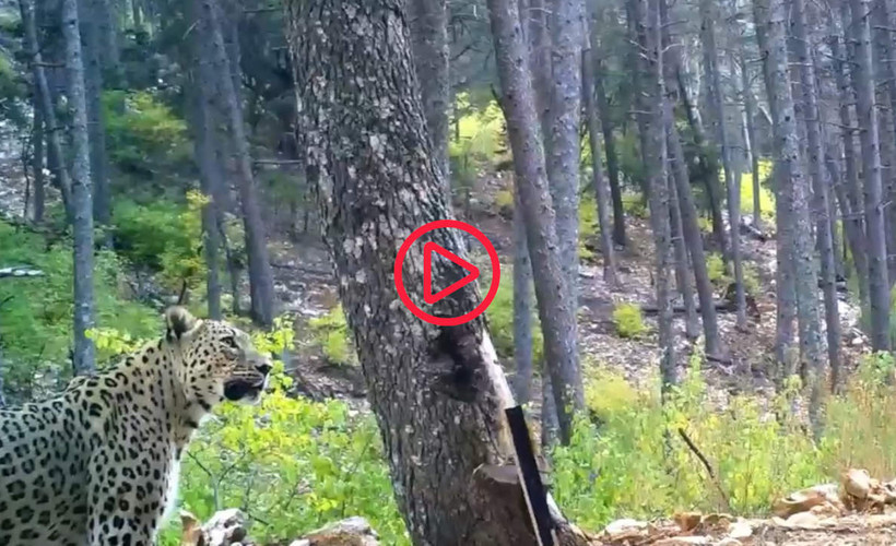 Tüm ihtişamıyla Anadolu Parsı'nın en net görüntüsü: Fotokapan videosu kaydetti