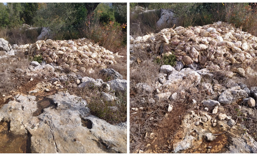 Tarsus'ta boş araziye bırakılmış yüzlerce ölü tavuk bulundu