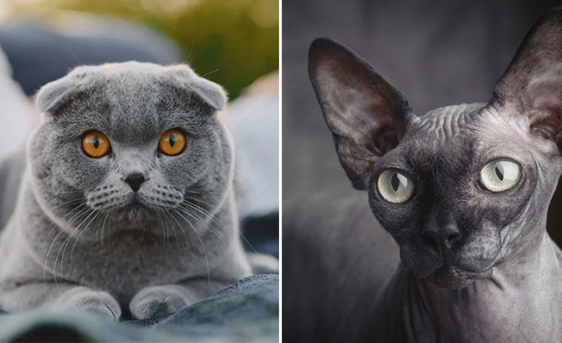 Hollanda'da Scottish ve Sphynx cinsi kedilerin sahiplenilmesi yasaklandı