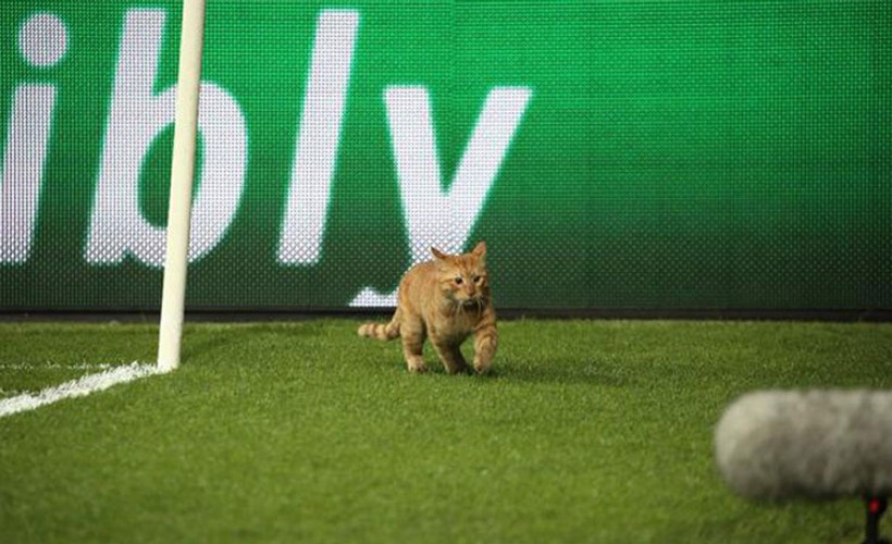 UEFA'dan Beşiktaş'a 'kedi' soruşturması