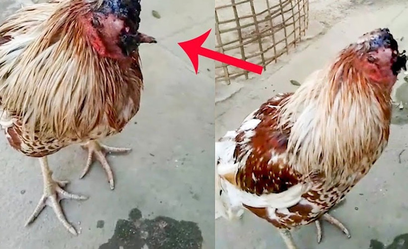 Kafası olmayan horozun yaşam mücadelesi