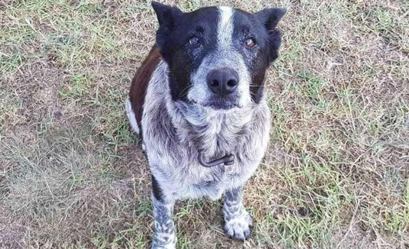 Sahibini korudu 'fahri polis köpeği' oldu