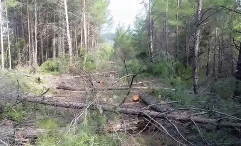 Macera parkı için 300 ağaç kesildi
