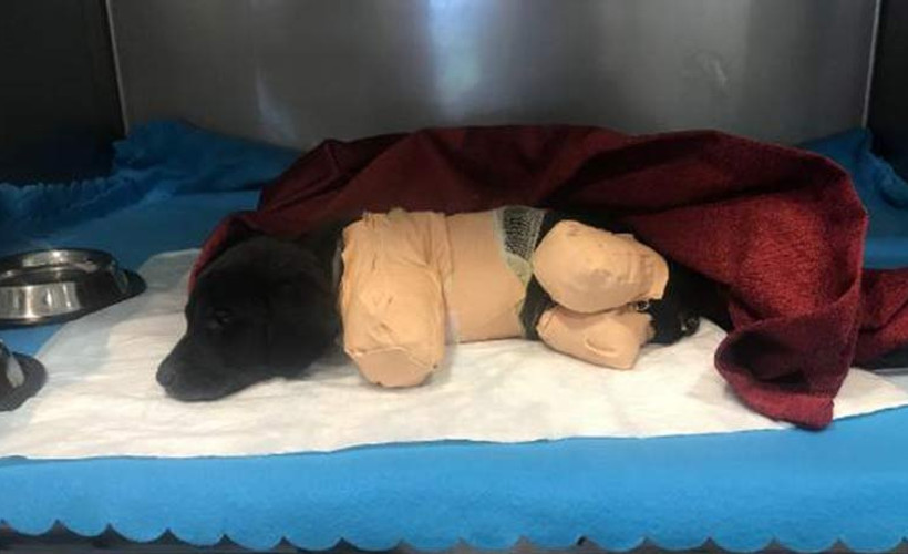 Yavru köpeğin ölümüyle suçlanan operatör tutuklandı