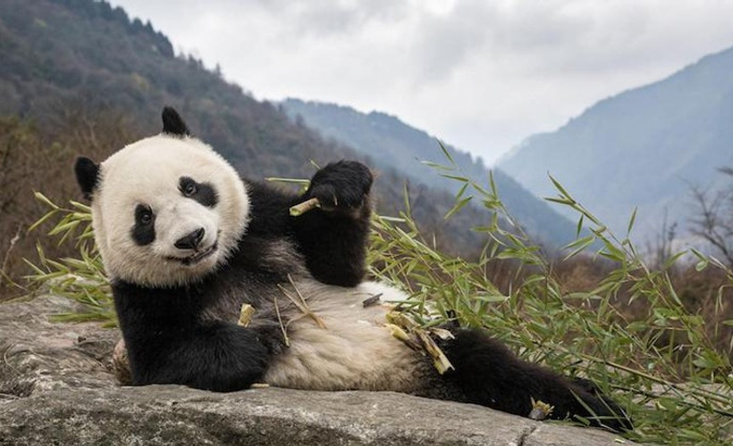 22 bin yıllık fosilden yeni bir panda türü keşfedildi