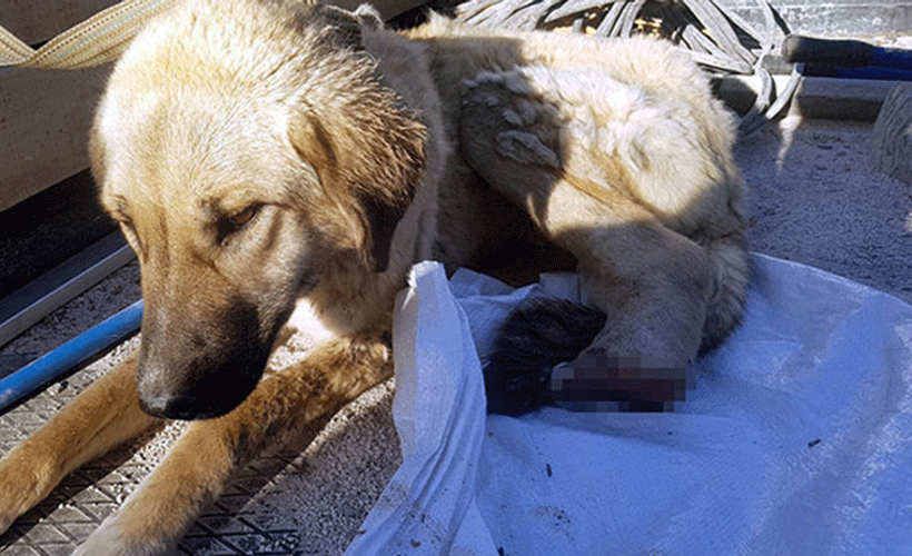 Sokak köpeğinin ayağını kestiler