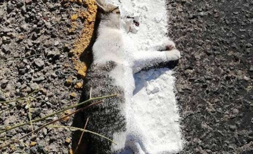 Ölü kedinin üzerine şerit çizgisi çizdiler