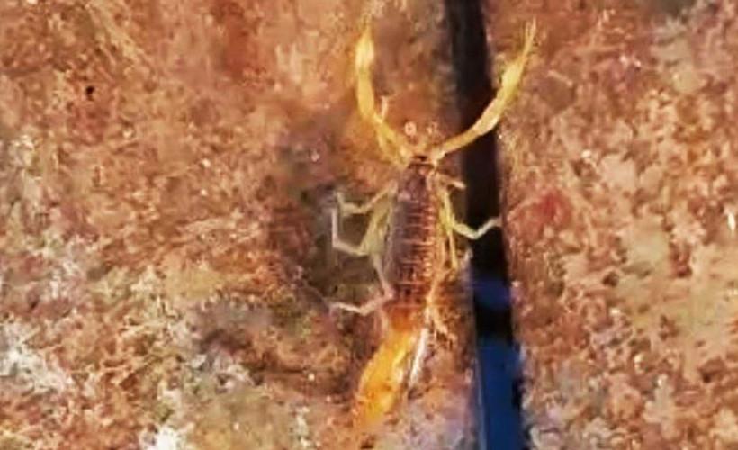 Akrebin en zehirli türlerinden biri Antep'te görüntülendi