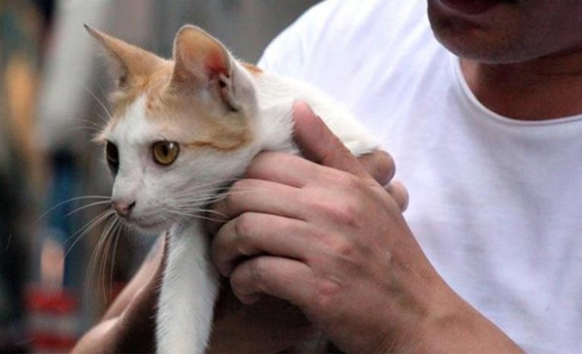 İşkence edilen kedi sağlığına kavuştu