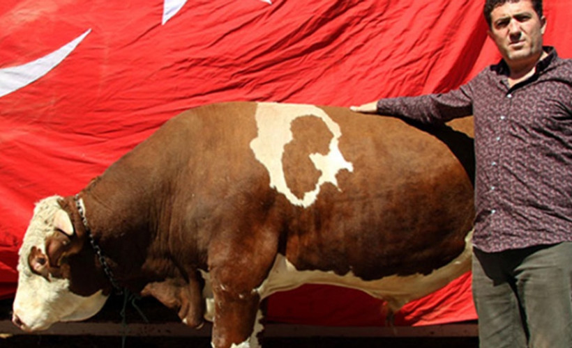 Ay-yıldızlı danayı, Erdoğan'a hediye edecek