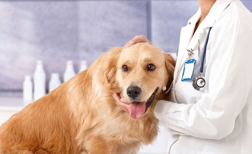 Yoğun bakımdaki hastalara köpekli terapi