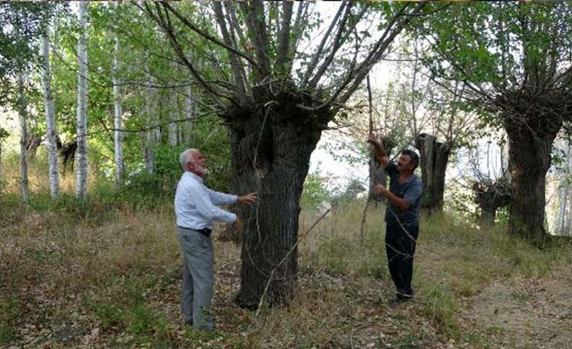 300 yıllık dut ağaçları kuruyor
