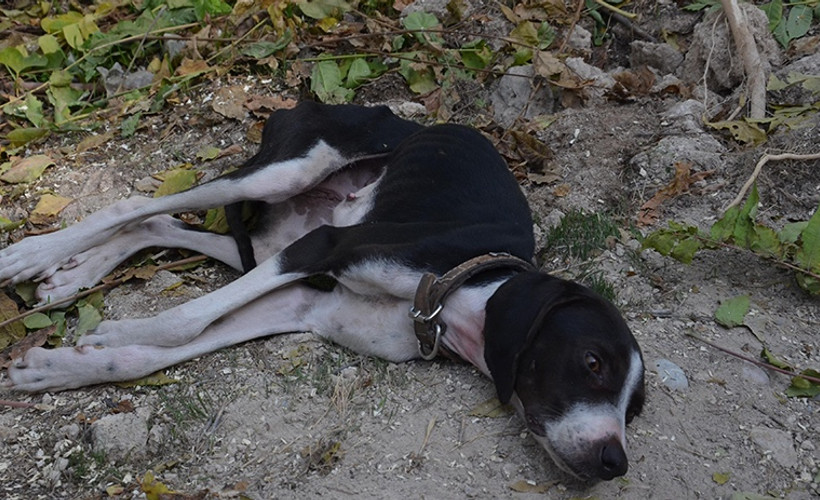 Ağaca asılan köpek ölmek üzereyken kurtarıldı