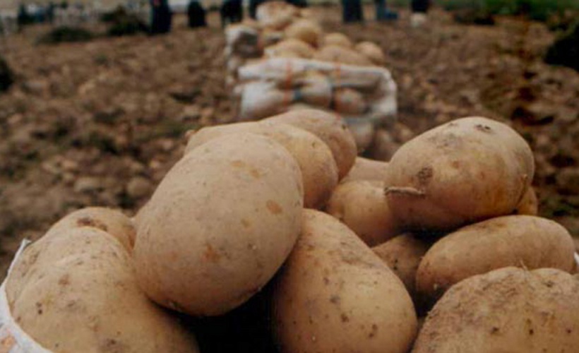 İşçilerden 'patates' dayanışması: Kilosu 50 kuruş