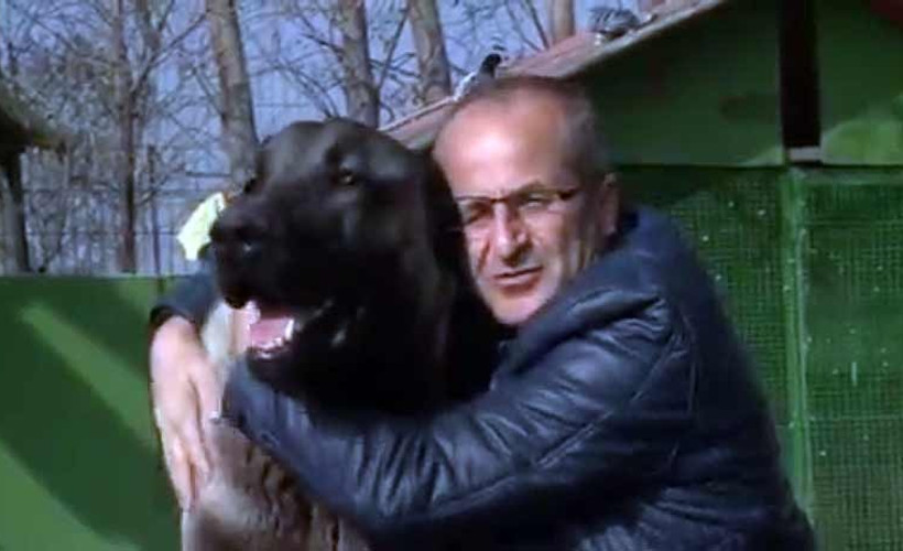 Otomobil fiyatına Kangal köpeği