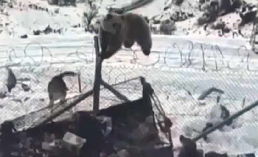 Ayı, askeri üs bölgesine girdi
