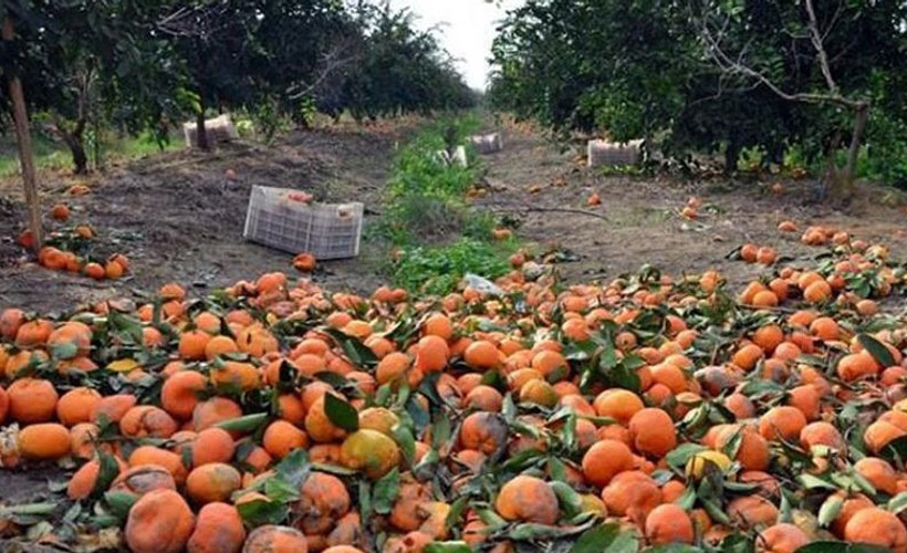 Narenciye üreticisinin Rusya krizi