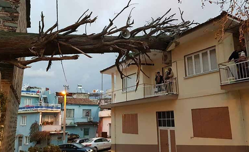 Anıt ağaç evin çatısına devrildi