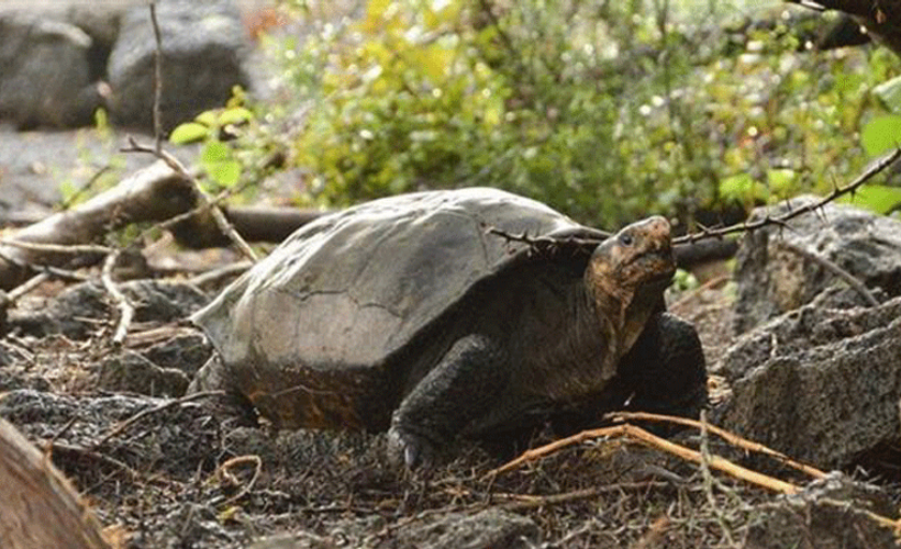 Nesli tükendiği sanılan kaplumbağa Galapagos'ta görüldü
