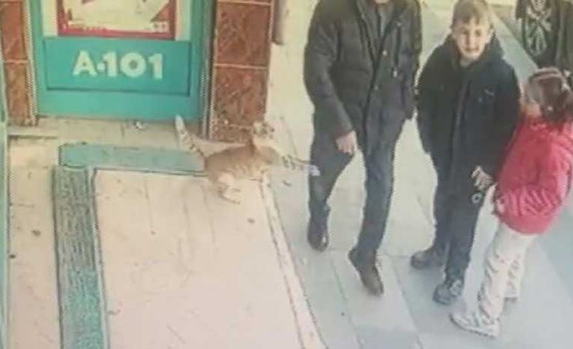 Fenomen kediyi tanıyanlar: Sadece erkeklere ve köpeklere saldırıyor