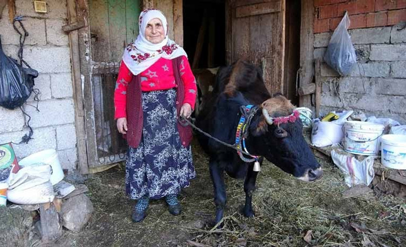Kesmeye kıyamadıkları inek 35 yıldır evlatları gibi