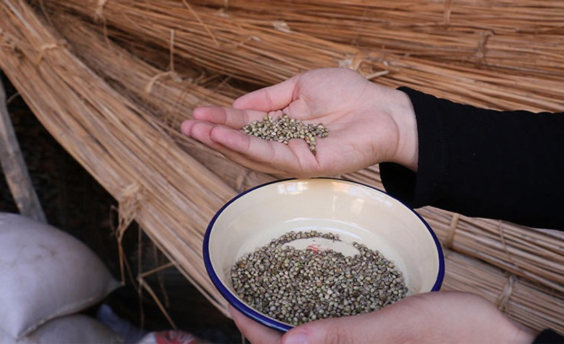 Kenevir tohumunun kilosu 30'dan 1000 liraya çıktı