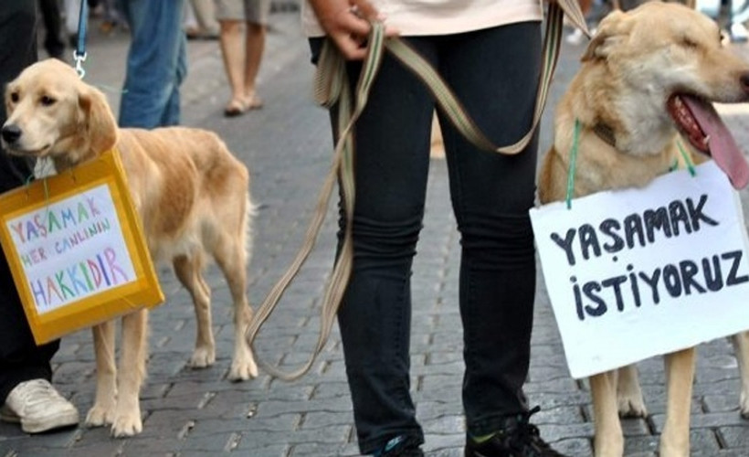 Köpeğe tecavüzde tartışma yaratan uzlaşma: 25 paket mama