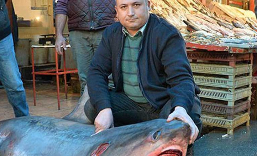 'Sapan' cinsi köpek balığını avlayana 1635 lira ceza