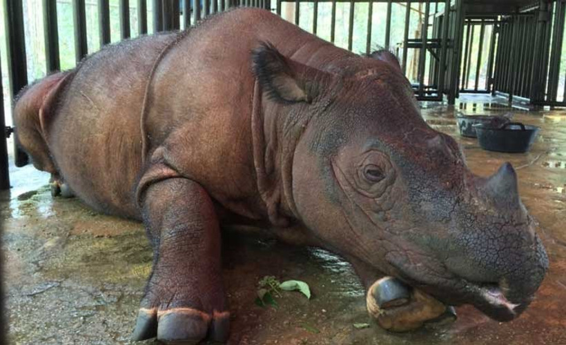 Son erkek Sumatra gergedanı hayatını kaybetti