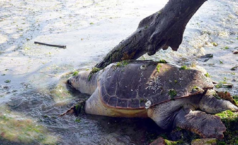Olimpos'ta caretta carettaya işkence