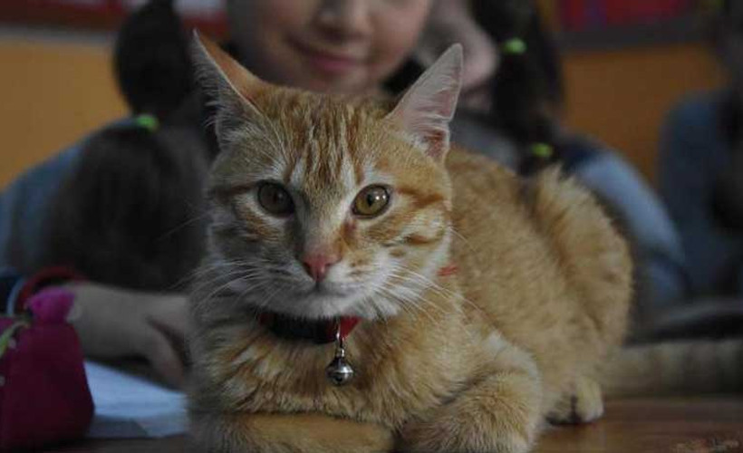 Kedi 'Tombi', İsviçre'ye gidiyor