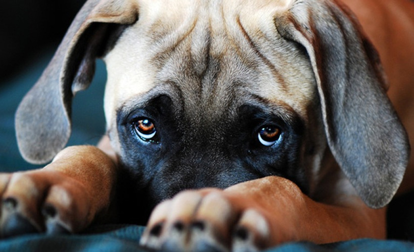 Köpeklerin 'üzgün' bakışlarına yol açan yüz kasları insanların ilgisini çekmek için evrimleşmiş