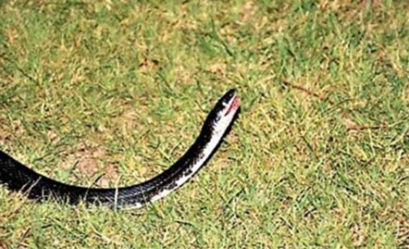 Şoföre yılan atıp aracı çaldı