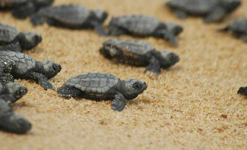 2 milyon caretta caretta yumurtası koruma altına alındı