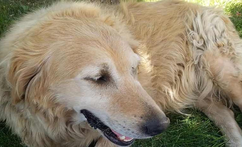 Sosyal medya paylaşımı, köpeğin hayatını değiştirdi