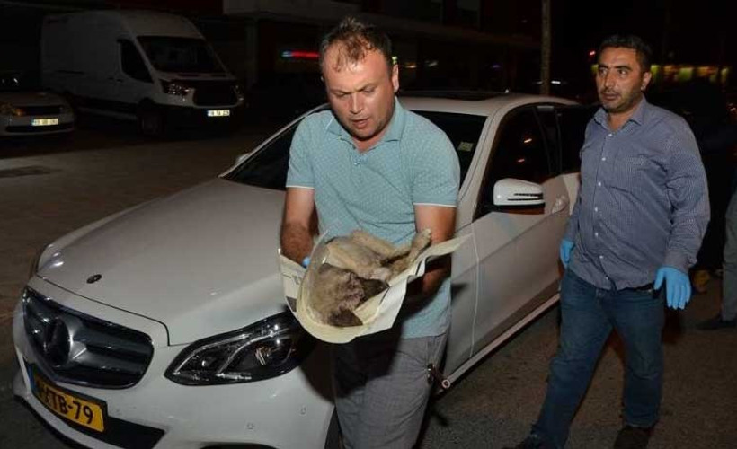 Yavru köpekleri kurtarmak için 80 km yol katetti