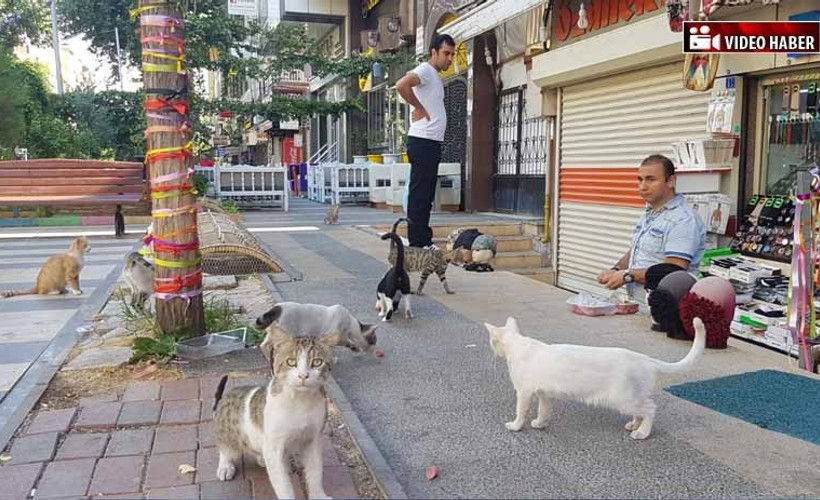 Sokak kedilerinin 8 yıl boyunca süren sabah mesaisi