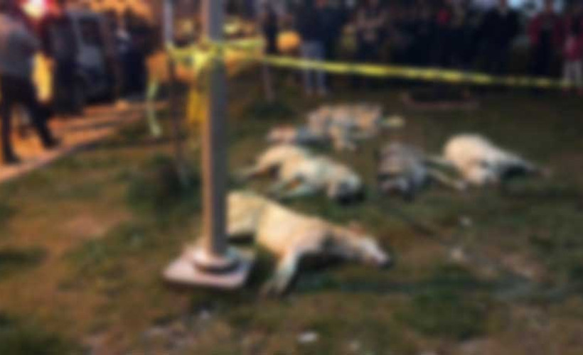 Köpek katliamının sanıkları yargılanmaya başladı: Emsal karar çıkabilir
