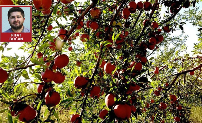 Satılacak 50 ton elma bursa dönüşecek