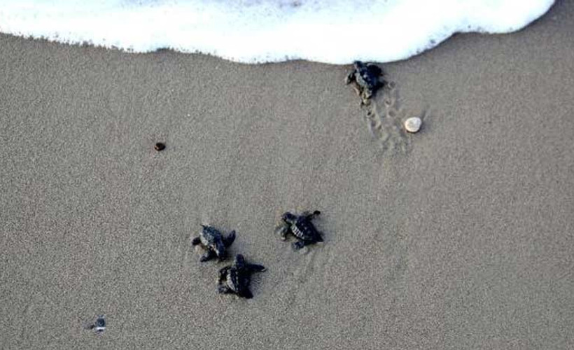 Belek'te 70 bin yavru caretta caretta denizle buluştu