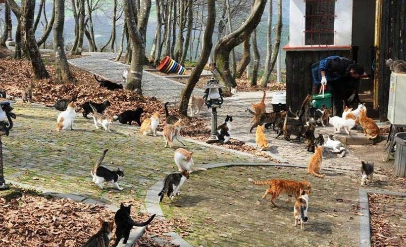 Samsun'da 'Kedi Kasabası', 400 kedinin ihtiyaçları karşılanıyor