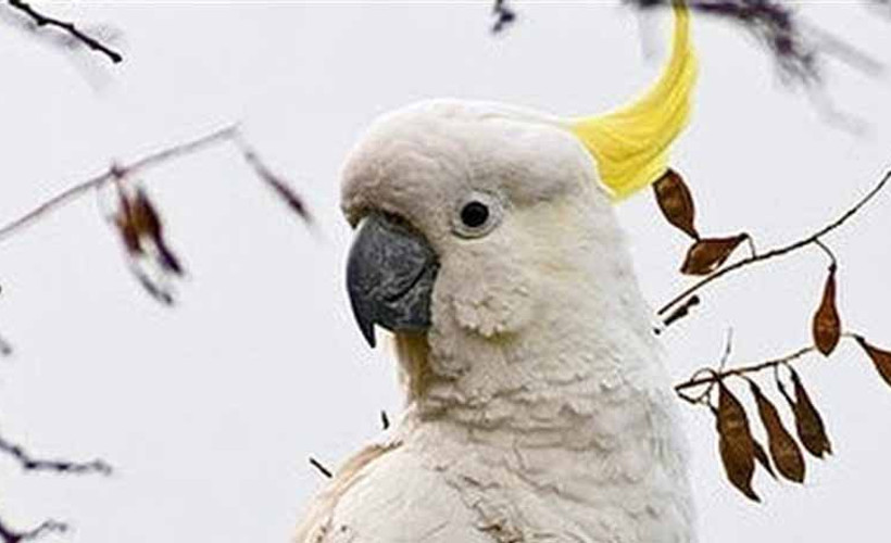 2 ayrı silahla 5 kez vurulan papağan kurtulmayı başardı