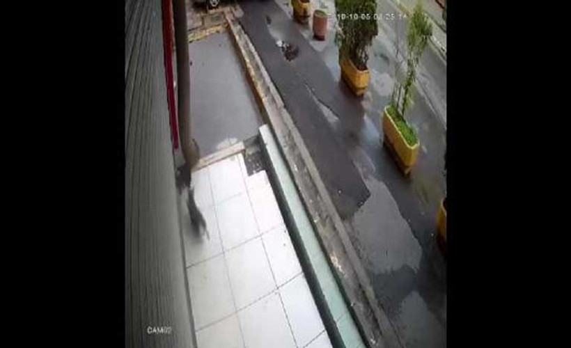Kedi dayanışması: Başını kepenge sıkıştıran arkadaşını kurtardı
